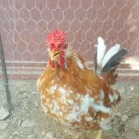 خروس گلین چهل تاج
