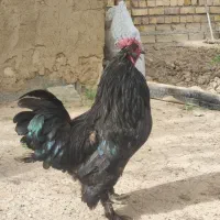 خروس مرندی