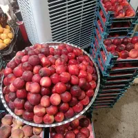 میوه تابستونی