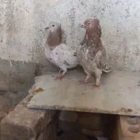 چهارتا‌کبوتر‌هفت‌رنگ