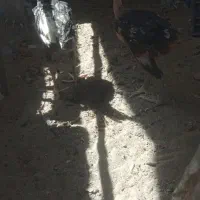 جوجه لاری