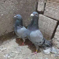 کفتر نر و ماده المانی سبز پلاکی