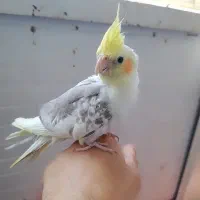 عروس
