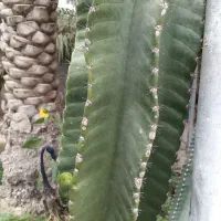 فروش کاکتوس