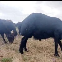 قوچ قره قزیل