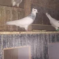 کبوتر طوقی ابری نر جوان ۶ ماهه