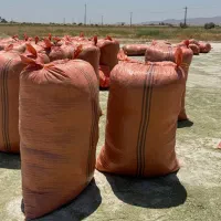 یونجه جم