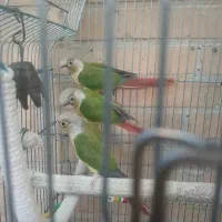 گرینچیک