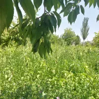 فروش قطعه زمین