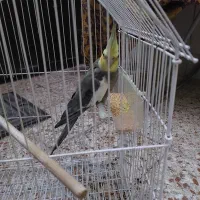 عروس هلندی