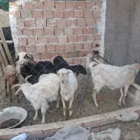 گوسفند بره