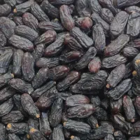 خرما  ربی درجه 1