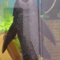 لجن خوار