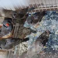 فنچ کینگ لوپ سیاه  و بنگالی