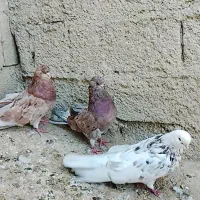 کفتر سرور نوک ریز قدار