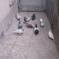 کبوتر