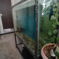 اکواریم شیشه ۱۰میل