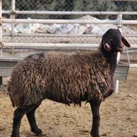 گوسفند افشاری شرکت دامپروری گوسفند همو و هترو