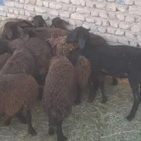 ۱۵ راس بره