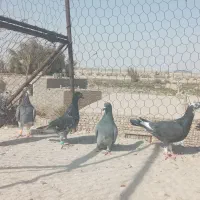 کفتر
