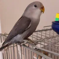 طوطی برزیلی نر ۴ ماهه رنگ کاسکویی