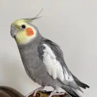 عروس هلندی سخنگو
