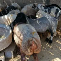 باسلام فروش 23راس بره کوهه چاق