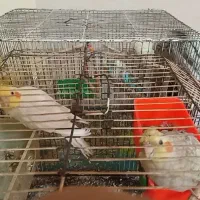 عرس هلندی سخنگو