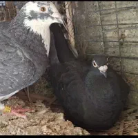 جفت نر و ماده زاغ و ابلغ اردن