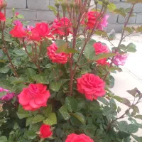 باغ درفردوسی فروشی