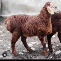 گوسفند زنده فروشی