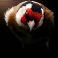 سهره فروش ومعاوضه