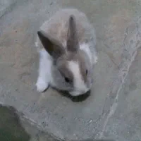 خرگوش