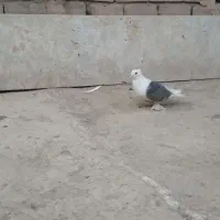 کبوتر دوکت