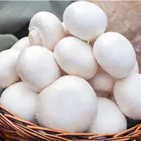 آموزش پرورش قارچ دکمه ای