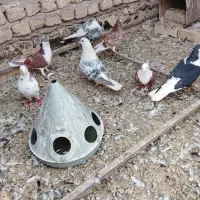 ساده امری افغانی نر