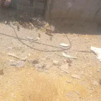 مرغ با ۲۴ عدد جوجه