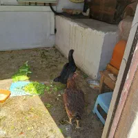 مرغ لاری تخم گذار