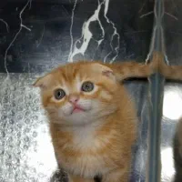 بچه گربه اسکاتیش جینجر گلد