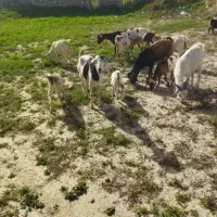 بز کهره صومالی ب فروش می‌رسد