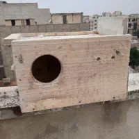 لانه عروس هلندی