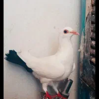 دمبی گوک گمشده