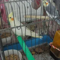 عروس هلندی