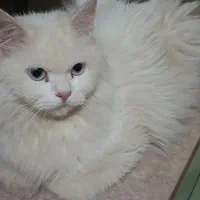 گربه خانگی