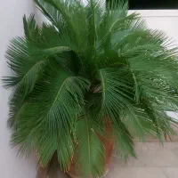 گل سیکاس بسیار بزرگ