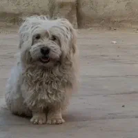 سگ شیتزو واکسن خورده اصیل معاوضه