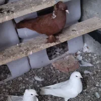 کبوتر قرمزی