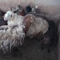 قوچ شیرازی و چینی