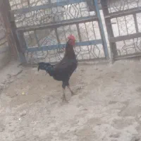 غاز|حیوانات مزرعه|شوشتر, |دیوار