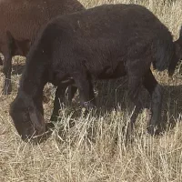 گوسفند